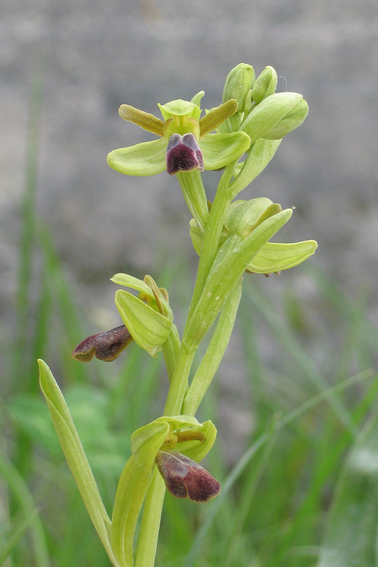 Orchis simia e altro